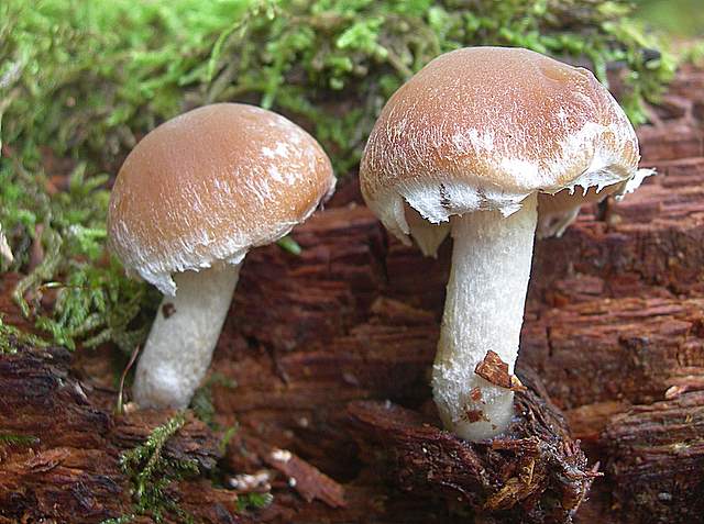 Psathyrella  spintrigeroides      P.D.Orton